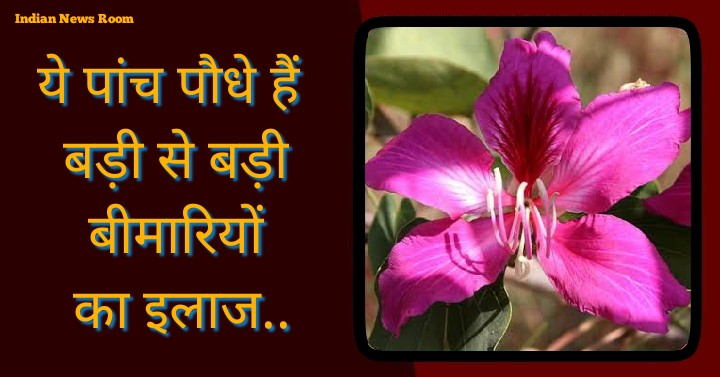 Insulin Plant Benefits In Hindi