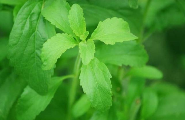 Stevia Plant