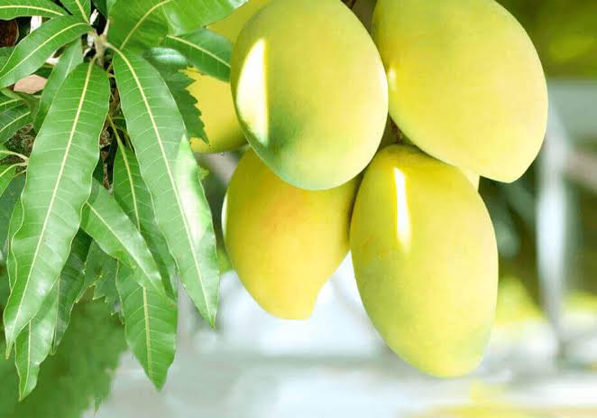 Aam Khane Ke Fayde In Hindi