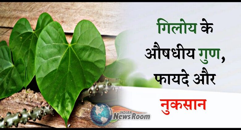 Giloy Ke Fayde Aur Nuksan In Hindi