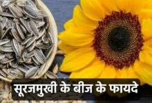 Sunflower Seeds Benefits In Hindi