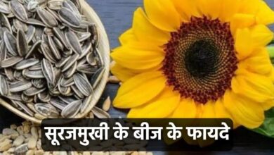 Sunflower Seeds Benefits In Hindi